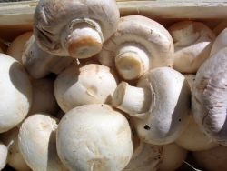 Champignons Agaricus