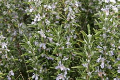 Rosemary bush small