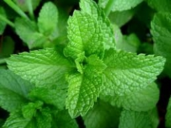 mint small