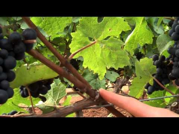 Structure of Spur and Cane Pruned Grapevines